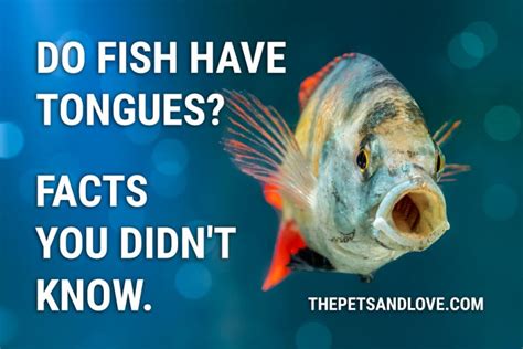 fish tounge|Fish FAQ .